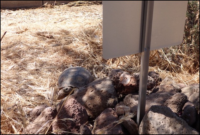 Desert tortoise at base of rocks and sign